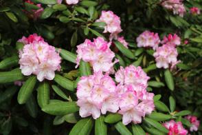 Rododendron Brigitte