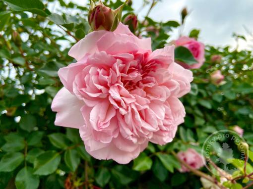 Růže pnoucí Mary Delany