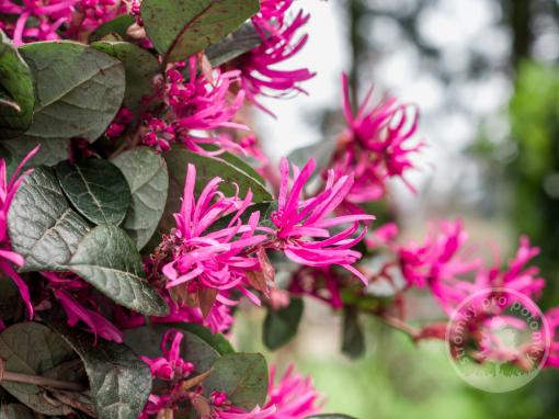 Vilín čínský Daybreaker Flame