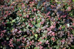 Vilín čínský Daybreaker Flame