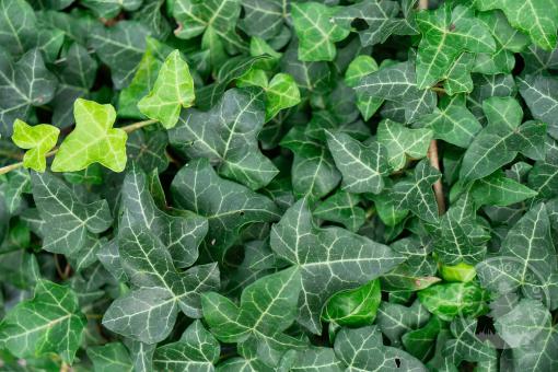 Břečťan popínavý Thorndale