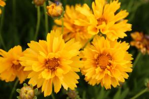 Krásnoočko velkokvěté Andiamo Semi Double