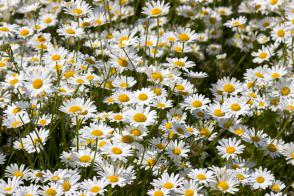 Kopretina bílá Maikönigin