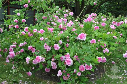 Růže historická Belle Sans Flatterie