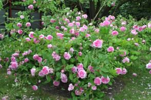 Růže historická Belle Sans Flatterie