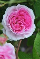 Růže historická Belle Sans Flatterie