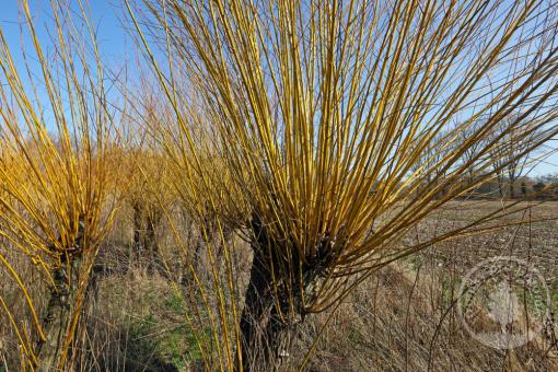 Vrba košíkářská