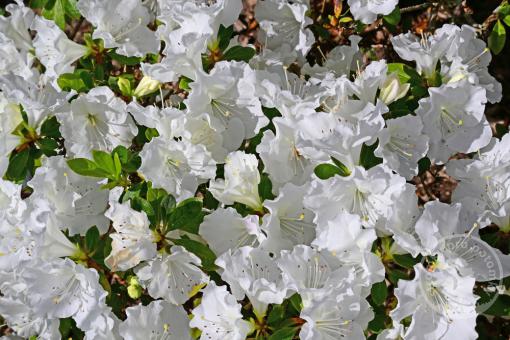 Azalka japonská Encore Pure White