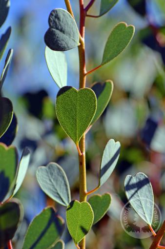 Blahovičník (Eucalyptus) Heart