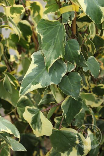 Břečťan kavkazský Dentata Variegata