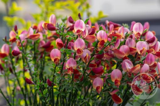 Čilimník Killiney Red