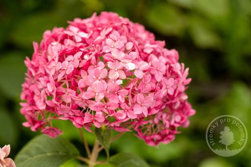Hortenzie stromečkovitá Sorbet