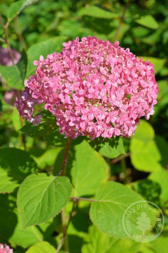 Hortenzie stromečkovitá Sorbet