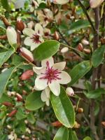 Magnolie White Caviar
