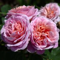 Růže anglická Eustacia Vye