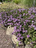 Mateřídouška citronová Donne Valley