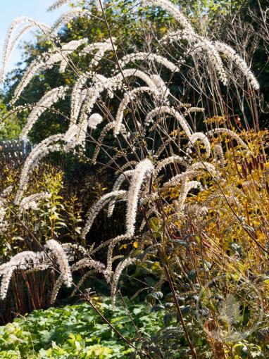 Ploštičník hroznatý Pink Spike