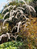 Ploštičník hroznatý Pink Spike