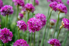 Trávnička přímořská Nifty Thrifty