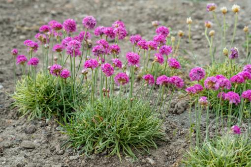 Trávnička přímořská Nifty Thrifty