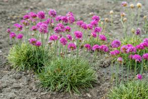 Trávnička přímořská Nifty Thrifty