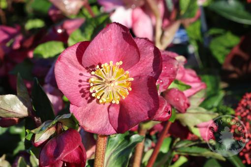 Čemeřice x Bennotta