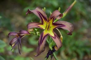 Denivka Black Arrowhead