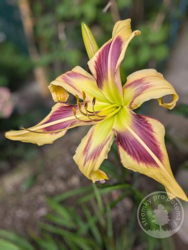 Denivka Wild and Wonderfull