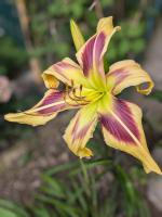 Denivka Wild and Wonderfull