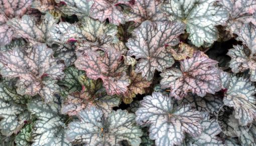 Dlužicha x hybr. World Caffe Corretto