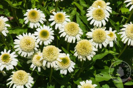 Echinacea / Třapatka nachová Delicious Nougat