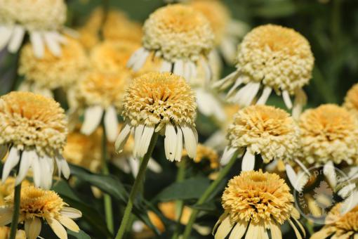 Echinacea / Třapatka nachová Lemon Drop