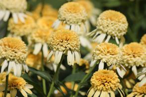 Echinacea / Třapatka nachová Lemon Drop
