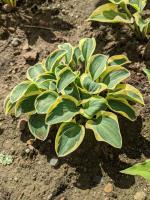 Hosta (Bohyška) Mighty Mouse