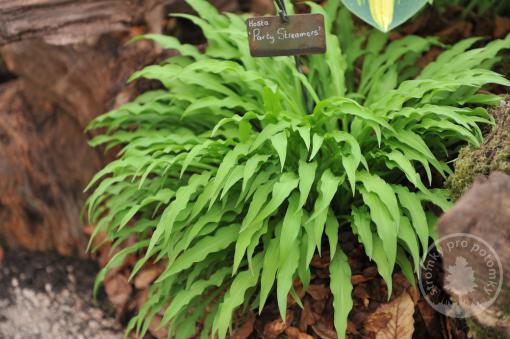 Hosta (Bohyška) Party Streamers