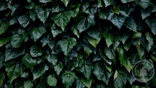 Břečťan kanárský