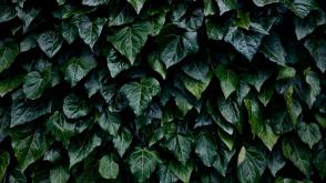 Břečťan kanárský