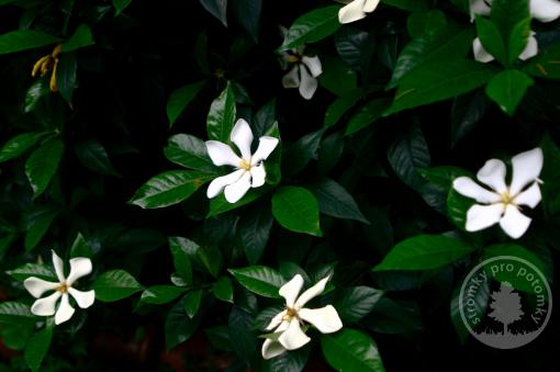 Gardénie mrazuvzdorná Pinwheel