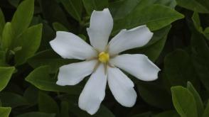 Gardénie mrazuvzdorná Pinwheel