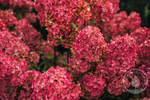 Hortenzie latnatá Living Little Rosy