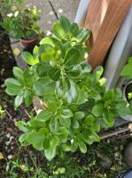 Planika Peace and Love