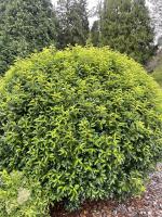 Portugalský vavřín Angustifolia