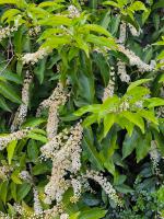 Portugalský vavřín Angustifolia