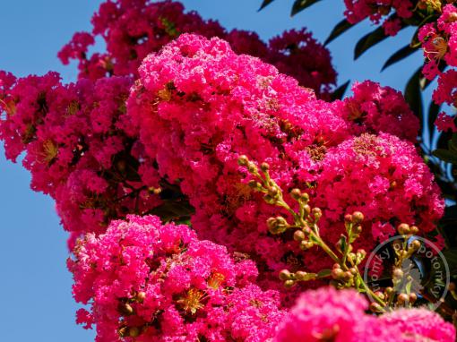 Pukol indický Tuscarora