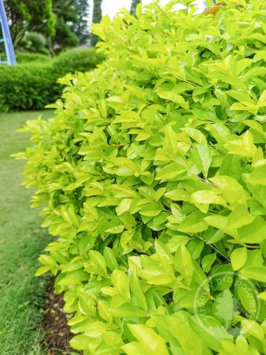 Ptačí Zob vejčitolistý Large Mammoth