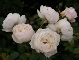 Růže anglická Desdemona