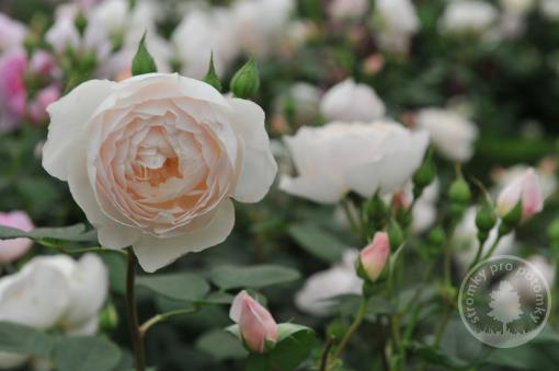 Růže anglická Desdemona