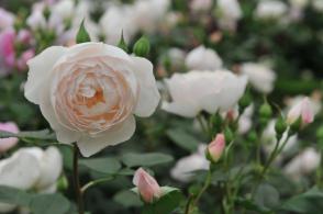 Růže anglická Desdemona