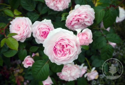 Růže anglická Olivia Rose Austin