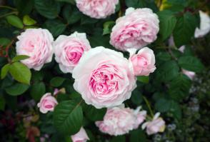 Růže anglická Olivia Rose Austin